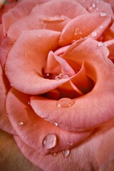 red rose bud with water drops on petals