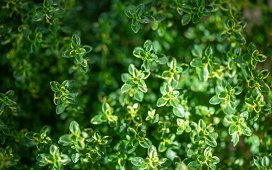 Fresh green Lemon Thyme plant, close up. Thyme herb (Thymus Citriodorus) growing. Green leaves background.