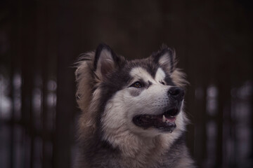 Adorable Alaskan Malamute in a forest. Friendly look, long furry coat, best human friend with loving eyes. Selective focus on the pet, blurred background.