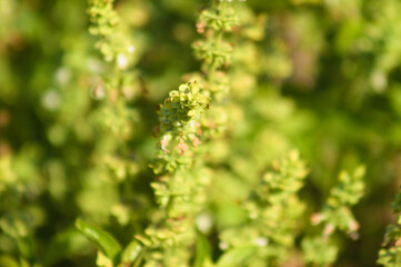 Sweet basil leaves closeup view with selective focus on foreground