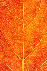 Obraz premium Natural background, close-up view of a red persimmon tree leaf.