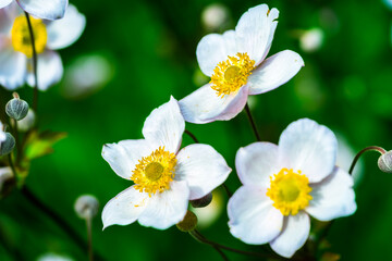 Fototapeta na wymiar Beautiful white blossoming garden flowers