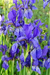 Iris flowers bloom in the garden close up