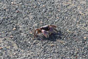 crab on the sand