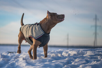 Beautiful purebred American Pit Bull Terrier on the snow in a field in winter.