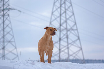 Beautiful purebred American Pit Bull Terrier on the snow in a field in winter.