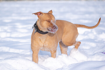 Beautiful purebred American Pit Bull Terrier on the snow in a field in winter.