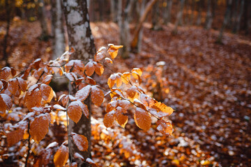 autumn leaves and grass in ice . first frost, dry leaf close-up. November, cold weather, onset of winter, autumn mood. Copy space