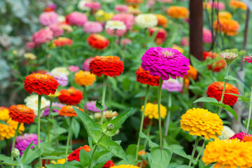 Colorful zinnia flowers blooming in the garden. Blurred background. Copy space