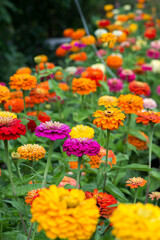 Fototapeta premium Colorful zinnia flowers blooming in the garden. Blurred background. Copy space