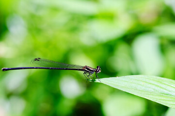 dragonfly on a green leaf