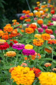 Colorful zinnia flowers blooming in the garden. Blurred background. Copy space