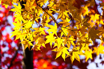 The Colorful Autumn Leaves, Kyoto, Japan