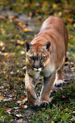 Portrait of Beautiful Puma in autumn forest. American cougar - mountain lion, striking pose, scene...