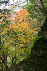 四国愛媛県新居浜市別子村の西赤石山の秋
