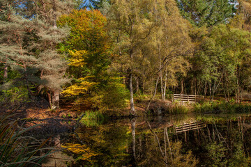 Faskally Forest, Pitlochry, Scotland