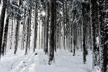 Naklejka premium 雪に覆われた樹木