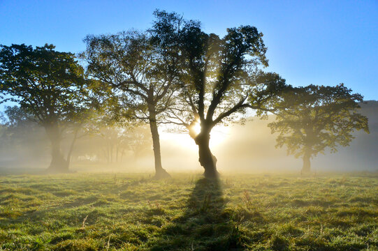 朝日に映る樹木