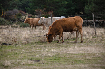 Group of cows in field. Shot in Cantalojas, Castilla La Mancha, Spain