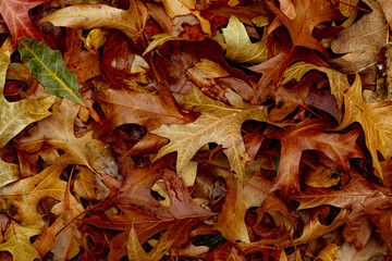 Autumnal Dry Leaves and Grass in Forest