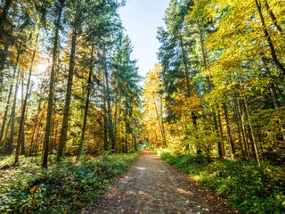 Fototapeta na wymiar Sunday Autumn Forest walk in Bavaria