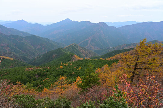四国愛媛県新居浜市別子村の西赤石山の秋
