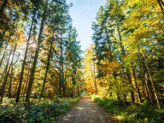 Sunday Autumn Forest walk in Bavaria