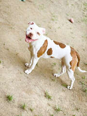American pit bull 