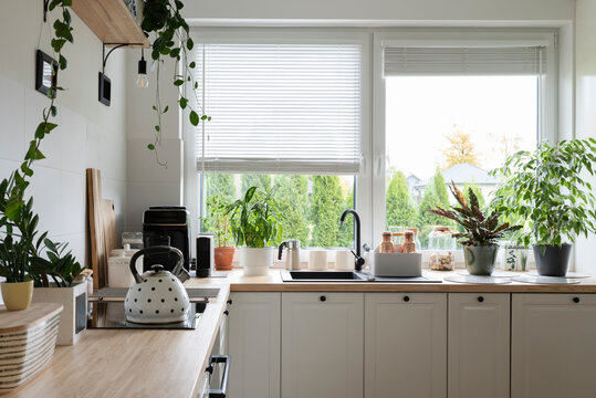 Cozy interior of kitchen with window in scandinavian style. Wooden white furniture i the kitchen and plants on a counter. 