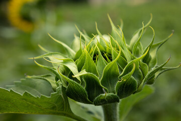 detail of sunflowers in a field