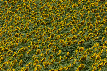 fields of sunflowers in bloom