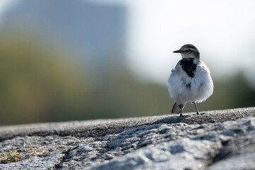 Japanese pied wagtail is standing on the concrete road against sunshine.
