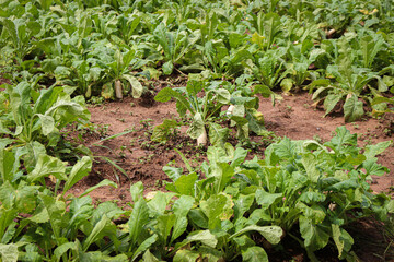 Turnips on the ground ready to be harvested.