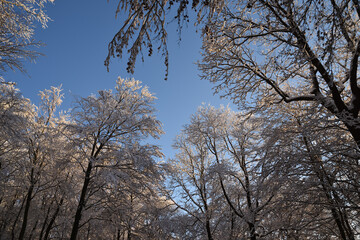 Winter