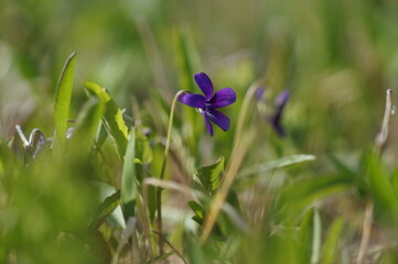 Fototapeta premium スミレの花