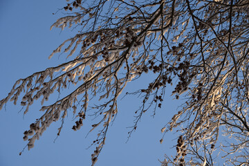 Winter