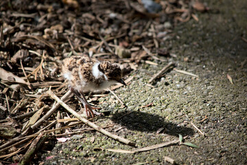 this is a banded lapwing chick