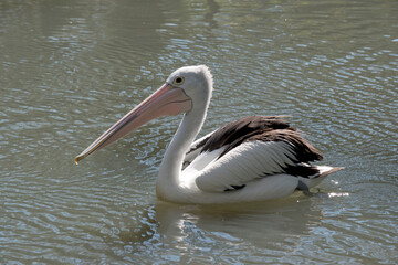 Fototapeta na wymiar this is a side view of a pelican