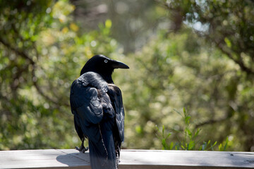 the Australian raven is perched on a fence