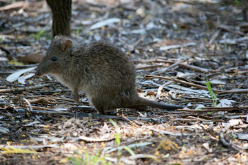 the potoroo is a small marsupial that looks like a rat
