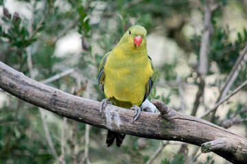 this is a female regent parrot