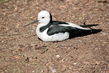 Obraz premium the black winged stilt is a black and white waterbitd