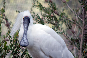 this is a close up of a royal spoonbill