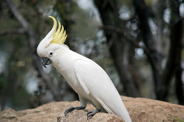 this is a side view of a  sulphur crested cockatoo