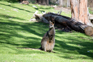 the swamp wallaby is in a green field