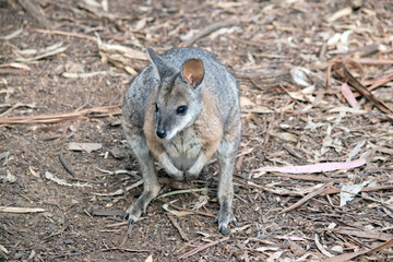 the tammar wallaby is standing in a field