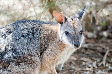 the tammar wallaby is a small wallaby that is brown, grey and white