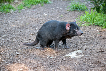 this is a side view of a tasmanian devil