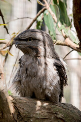 the tawny frogmouth is perched in a tree