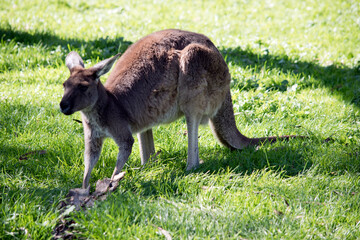 Naklejka na ściany i meble the western greyn kangaroo is brown
